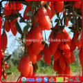 Golden Beere Lycium Barbarum Vendita die Vorteile von Goji Beeren